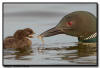 Common Loon, Minnesota