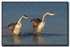 Western Grebe, MN