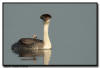 Western Grebe, MN