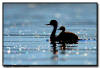 Western Grebe, MN