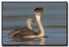 Western Grebe, MN