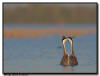 Western Grebe, MN 