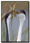 Western Grebe, MN