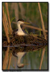 Western Grebe, MN 