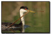 Western Grebe, MN