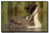 Western Grebe, MN