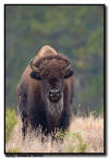 Bison, Custer State Park, SD