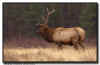 Elk Bull