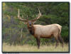 Elk Bull Bugling, Jasper National Park
