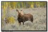 Moose Calf, Grand Teton National Park