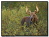  Bull Moose, Grand Teton National Park