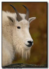 Mountain Goat Portrait