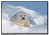 Harp Seal Pup