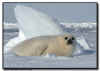 Harp Seal Pup