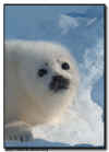 Harp Seal Pup Close Up