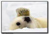 Harp Seal Pup, Isles de la Madeleine, Quebec