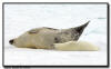 Harp Seals, Isles de la Madeleine, Quebec