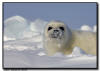 Harp Seal Pup, Isles de la Madeleine, Quebec