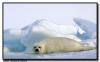 Harp Seal Pup, Isles de la Madeleine, Quebec