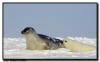 Harp Seals, Isles de la Madeleine, Quebec