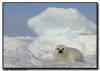 Harp Seal Pup, Isles de la Madeleine, Quebec
