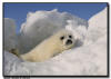 Harp Seal Pup, Isles de la Madeleine, Quebec