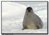 Harp Seal Adult, Isles de la Madeleine, Quebec