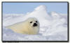 Harp Seal Pup, Isles de la Madeleine, Quebec