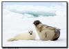 Harp Seals, Isles de la Madeleine, Quebec