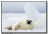 Harp Seal White Coat, Isles de la Madeleine, Quebec