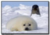 Harp Seals, Isles de la Madeleine, Quebec