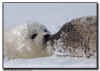 Harp Seal Mother and Pup Greeting