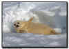 Harp Seal Yellow Coat
