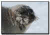Harp Seal with Frozen Whiskers