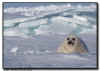 Harp Seal Pup with Ice formations