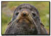 Northern Fur Seal Close Up