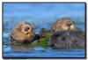 Sea Otters, CA
