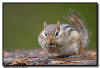 Chipmunk Feeding, Northern MN