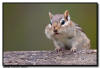 Chipmunk, Northern MN 