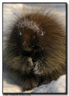 Porcupine in Fresh Snow