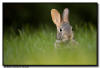  Eatern Cotton Tailed Rabbit, Minnesota