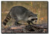 Raccoon on a Log