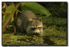 Raccoon Foraging in a Pond