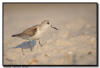 Dunlin, Naples FL