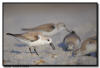 Foraging Dunlin, Naples, FL