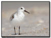 Dunlin, Naples, FL