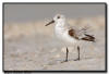 Dunlin, Naples FL