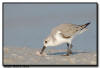 Foraging Dunlin, Naples, FL