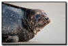 Harbor Seal, La Jolla CA