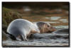 Harbor Seal, La Jolla CA